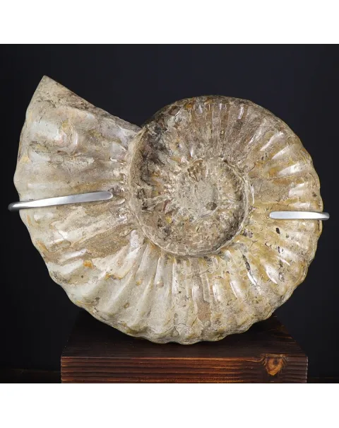 Ammonite Douvilleiceras