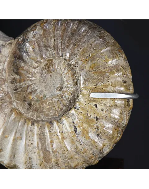 Ammonite Douvilleiceras