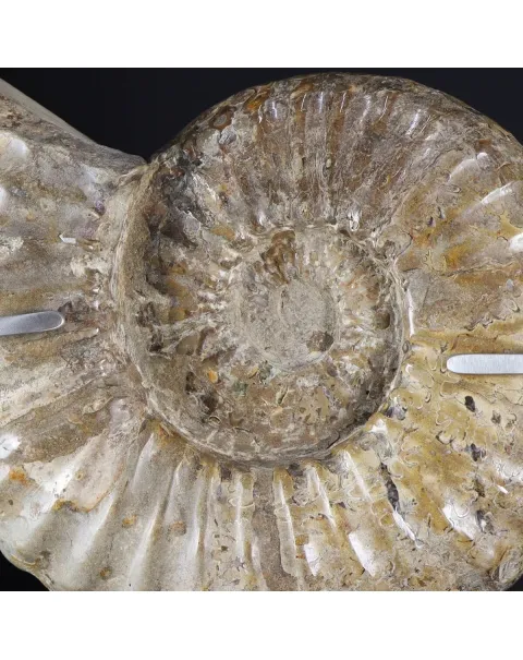 Ammonite Douvilleiceras