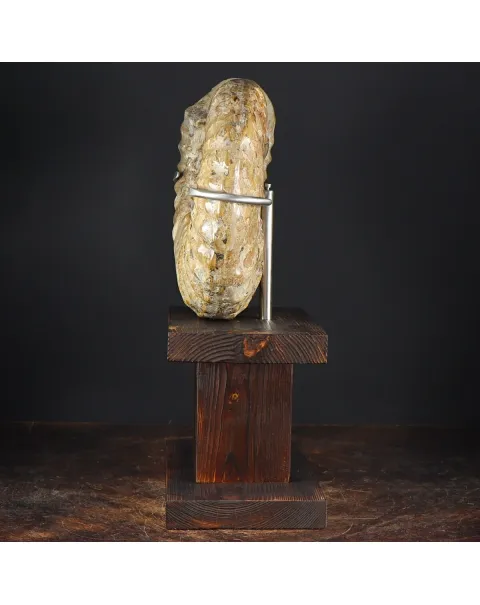 Ammonite Douvilleiceras