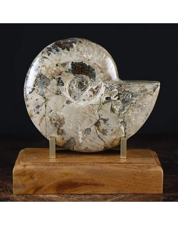 Ammonite Cleoniceras