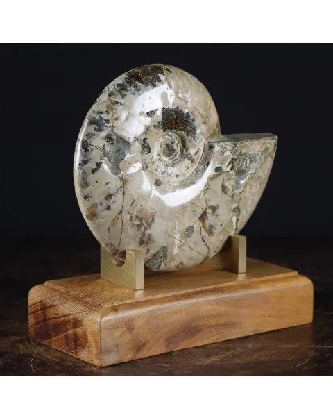 Ammonite Cleoniceras