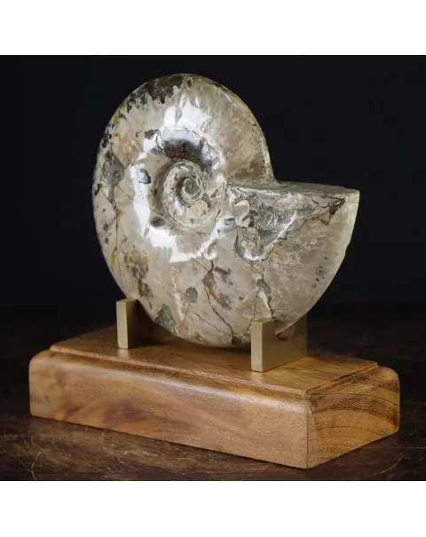 Ammonite Cleoniceras