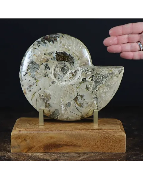 Ammonite Cleoniceras