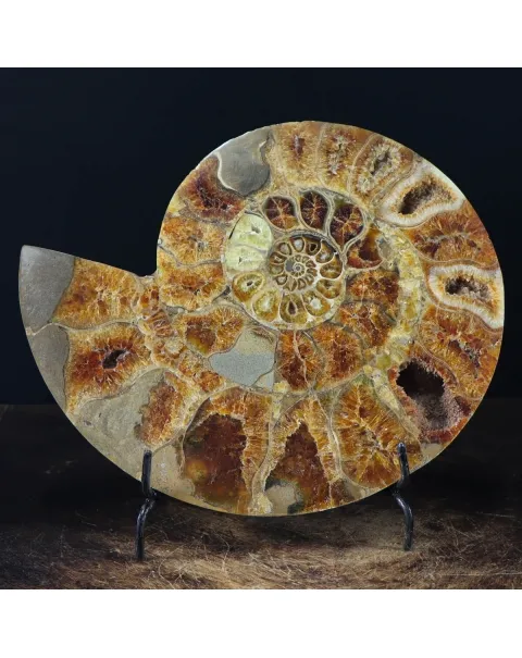 Ammonite Cleoniceras