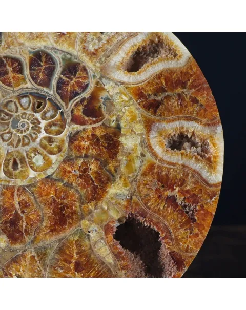 Ammonite Cleoniceras