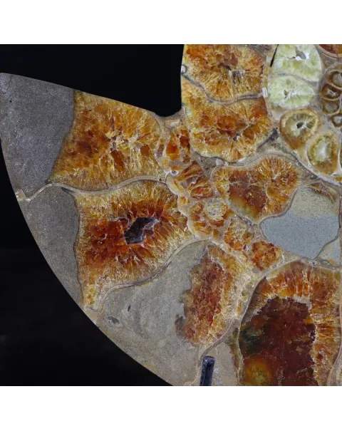 Ammonite Cleoniceras