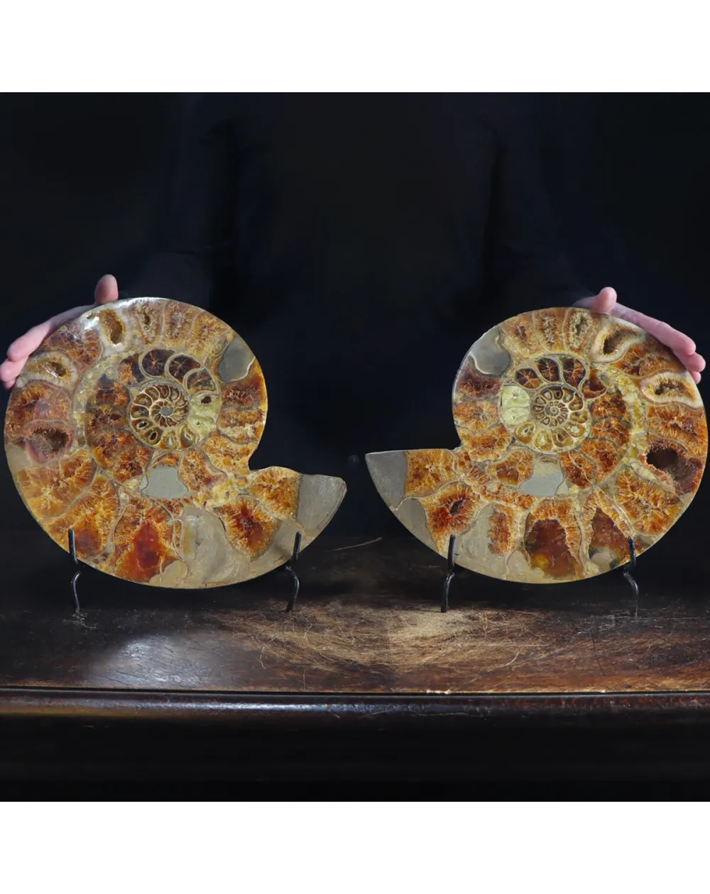 Ammonite Cleoniceras