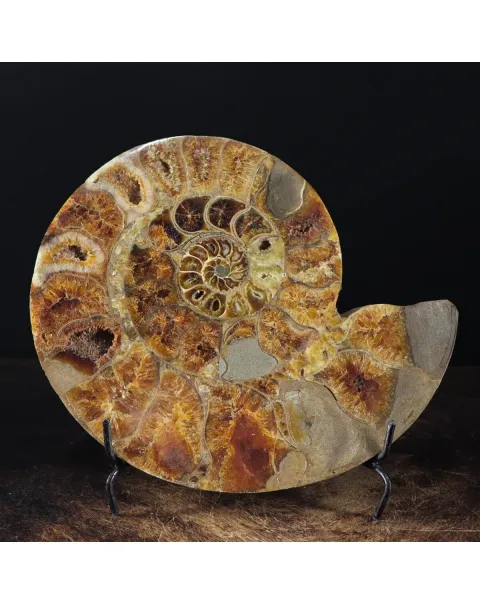Ammonite Cleoniceras
