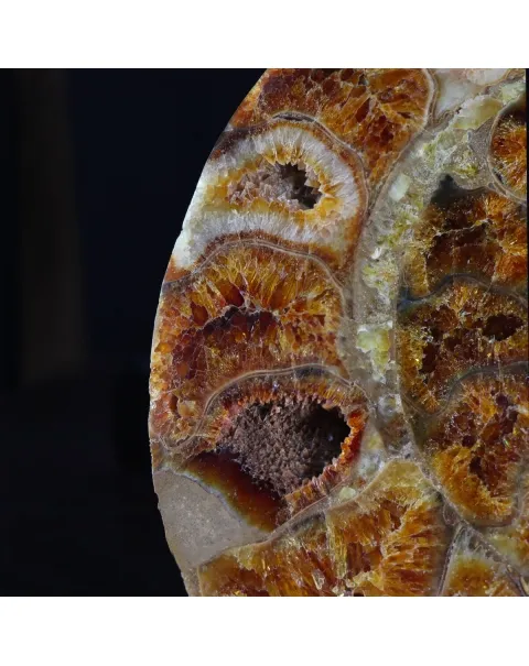 Ammonite Cleoniceras