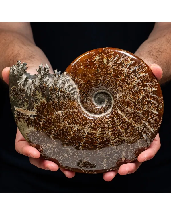 Ammonite Cleoniceras