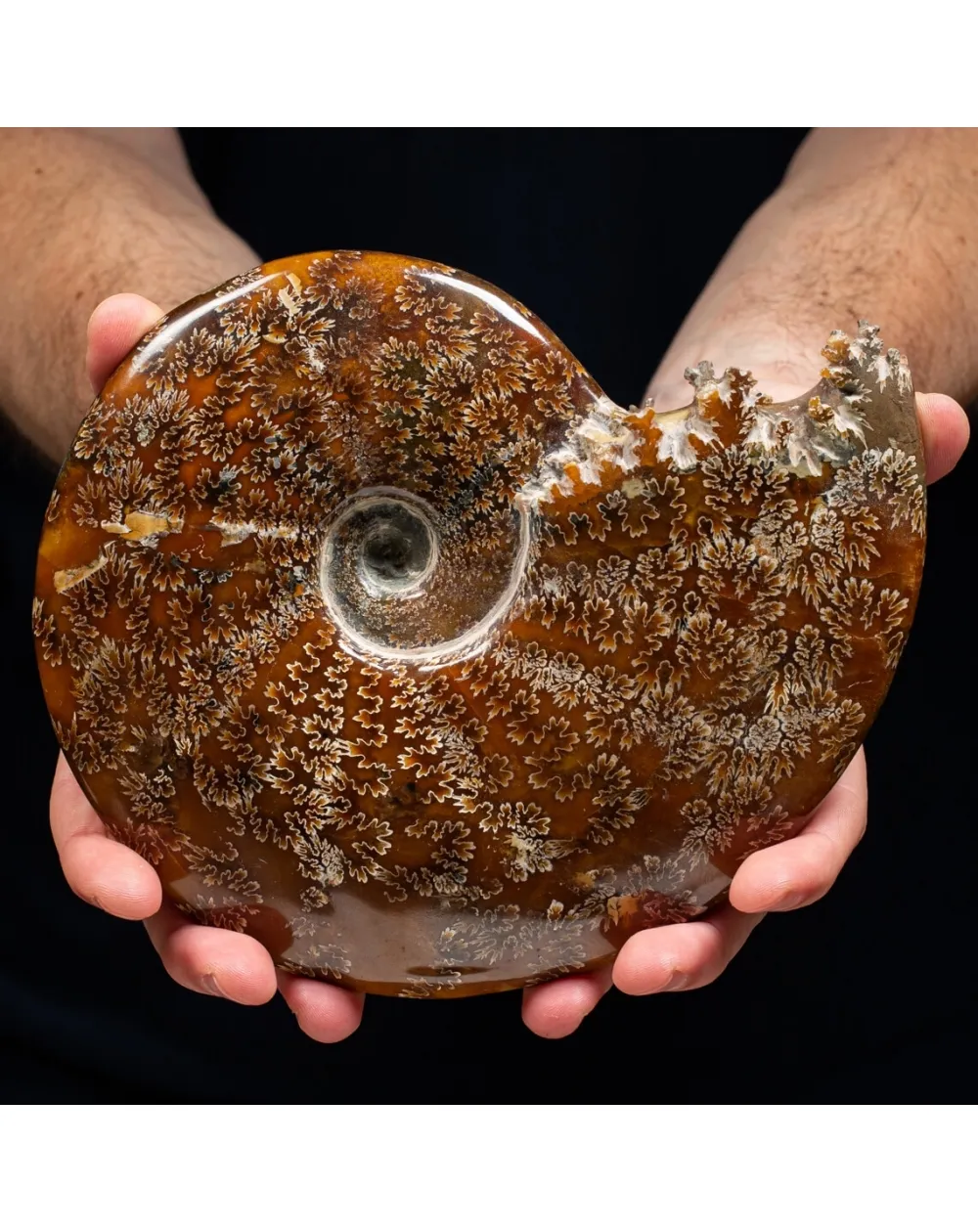 Ammonite Cleoniceras