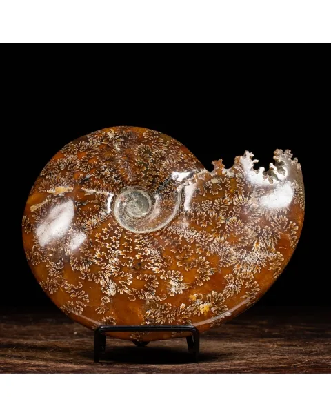 Ammonite Cleoniceras
