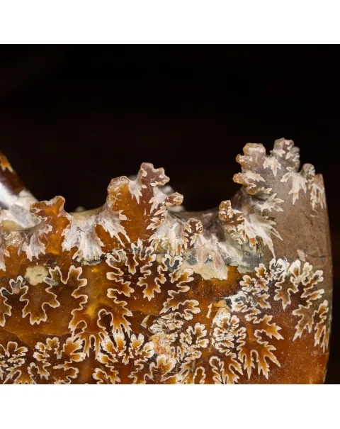 Ammonite Cleoniceras