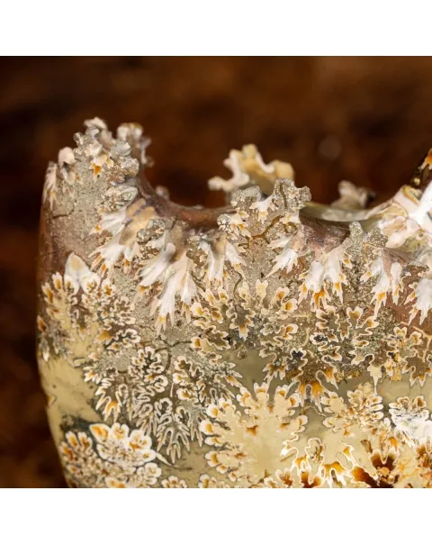 Ammonite Cleoniceras