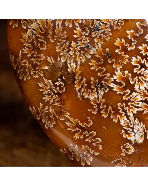 Ammonite Cleoniceras