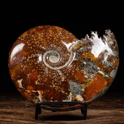 Ammonite Cleoniceras