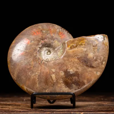 Ammonite Cleoniceras