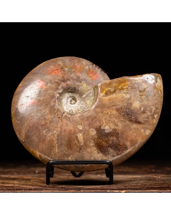Ammonite Cleoniceras