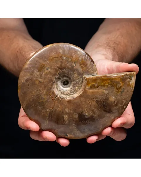 Ammonite Cleoniceras