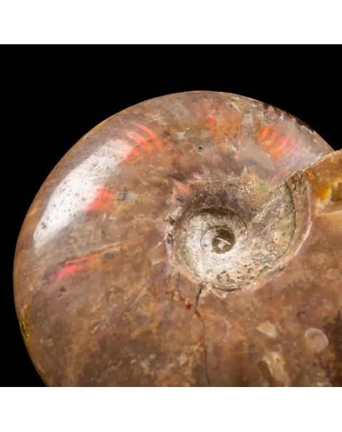 Ammonite Cleoniceras