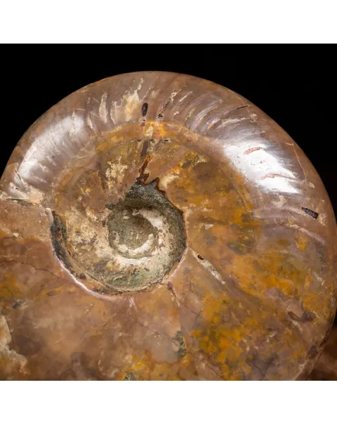 Ammonite Cleoniceras