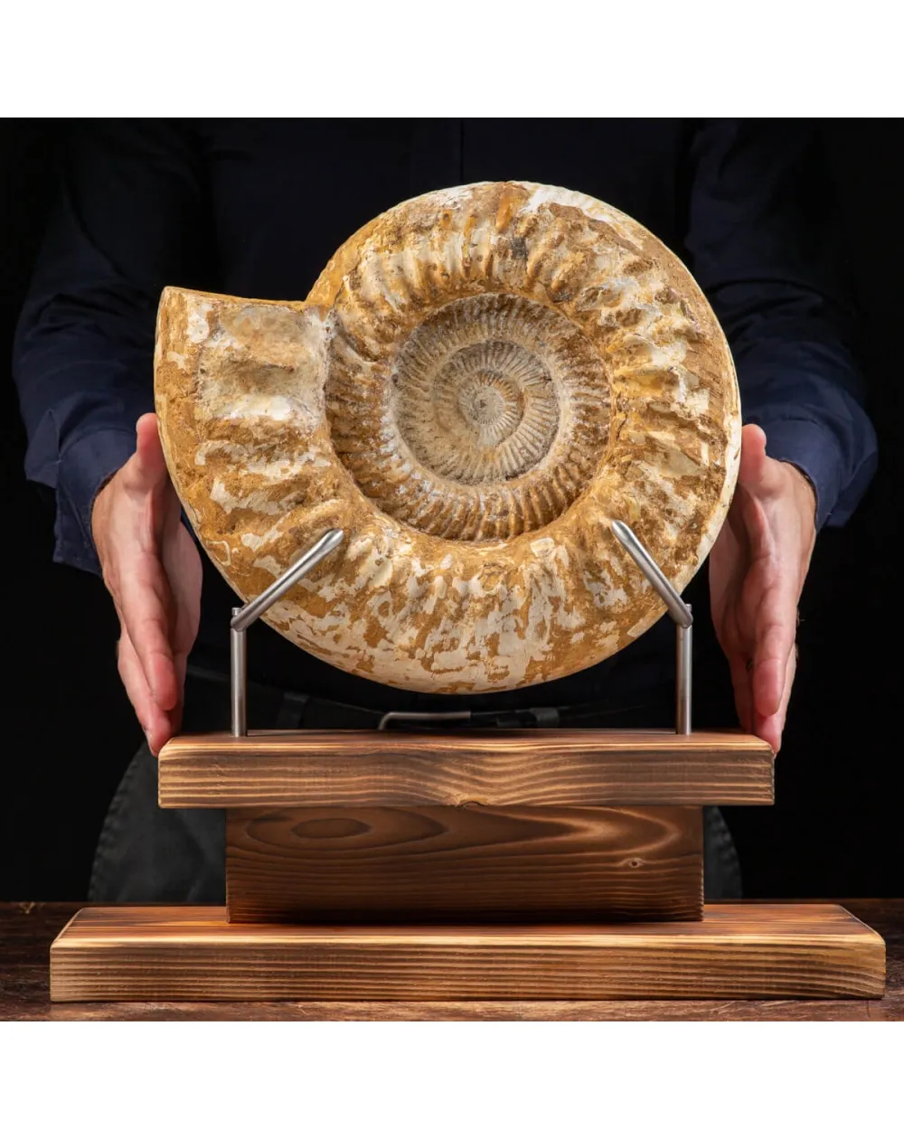 Ammonite Douvilleiceras