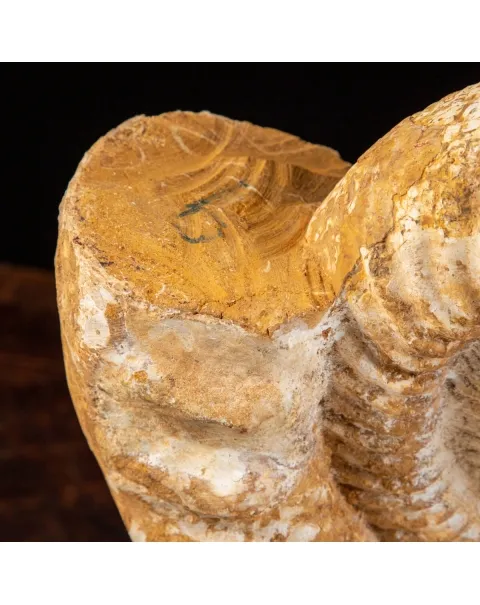 Ammonite Douvilleiceras