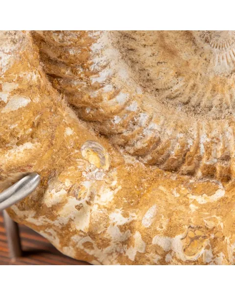 Ammonite Douvilleiceras