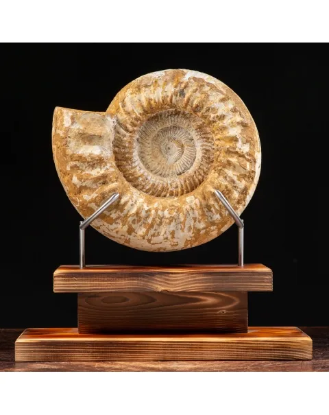 Ammonite Douvilleiceras