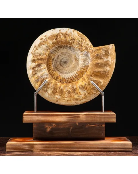 Ammonite Douvilleiceras