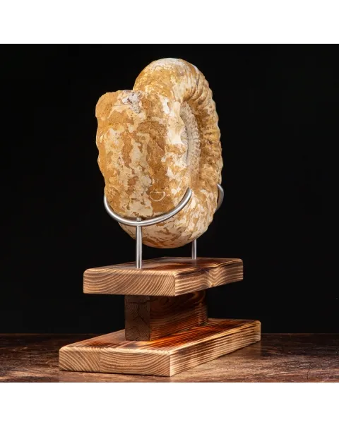 Ammonite Douvilleiceras