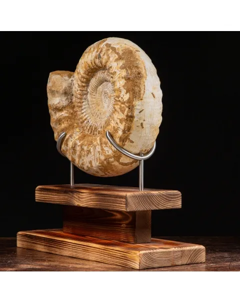 Ammonite Douvilleiceras