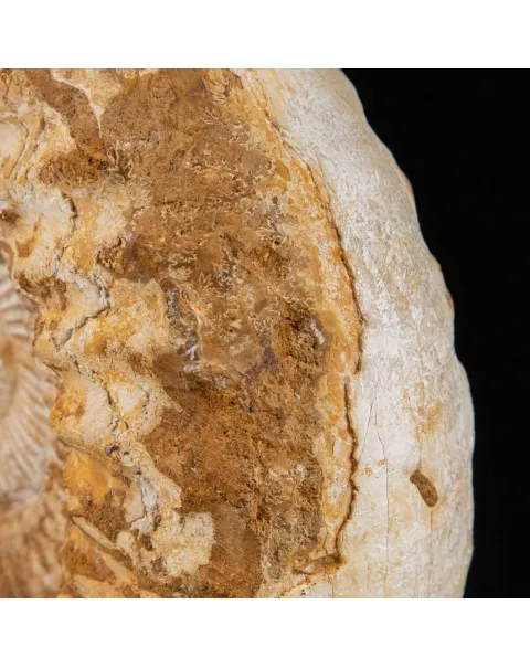 Ammonite Douvilleiceras