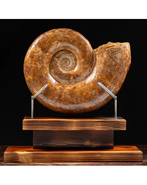 Ammonite Lytoceras