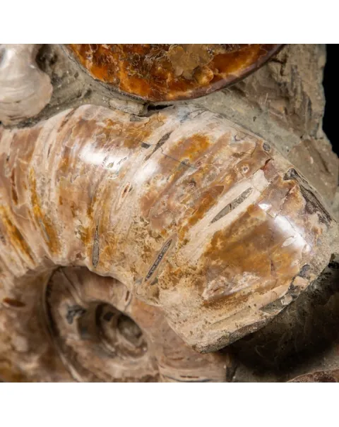 Gruppo di Ammoniti Cleoniceras