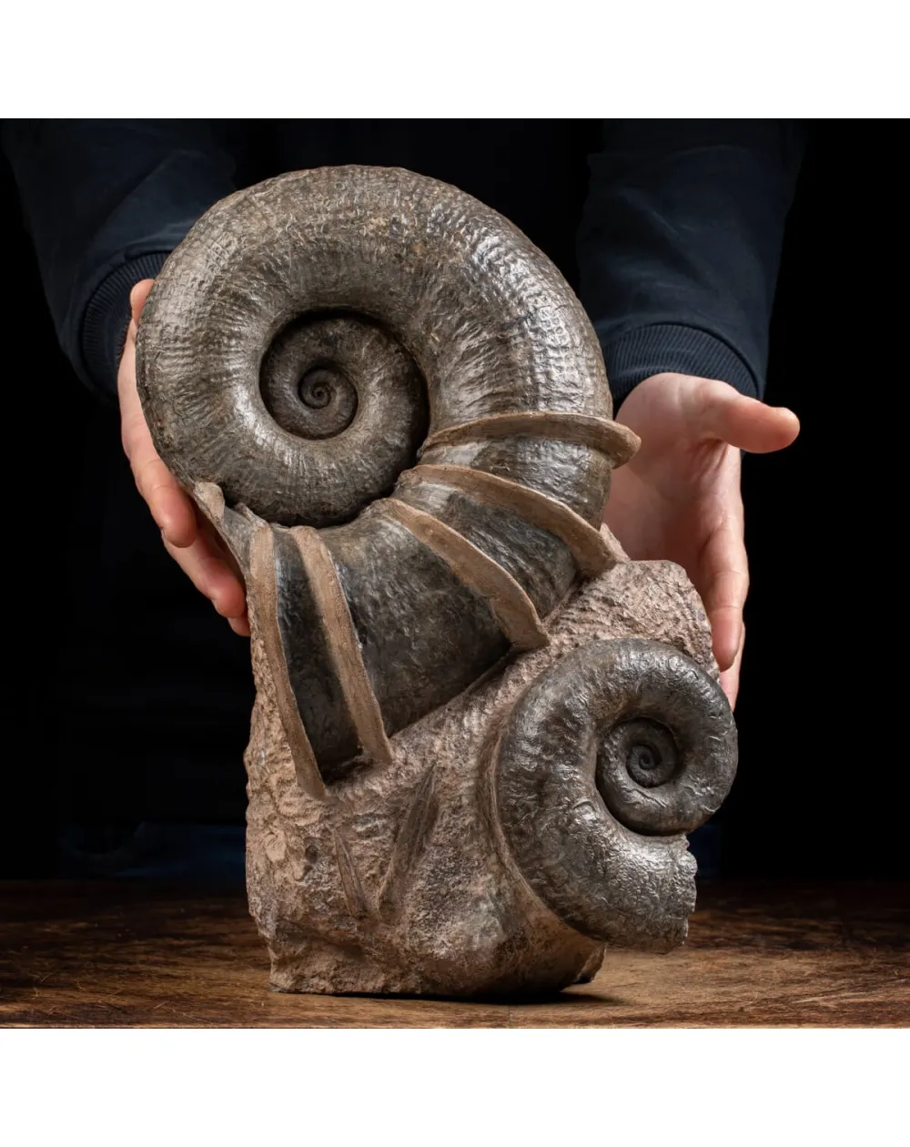 Ammonite Lytoceras Fimbriatum