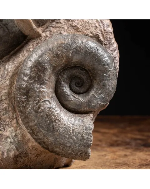 Ammonite Lytoceras Fimbriatum