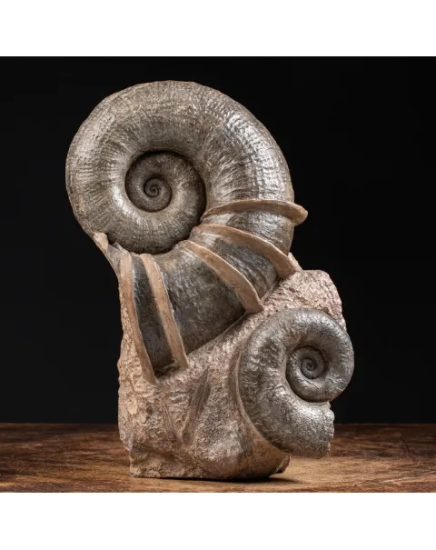 Ammonite Lytoceras Fimbriatum