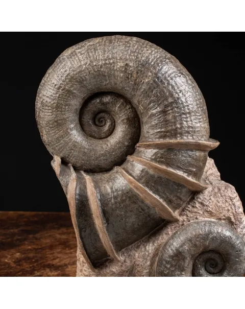Ammonite Lytoceras Fimbriatum