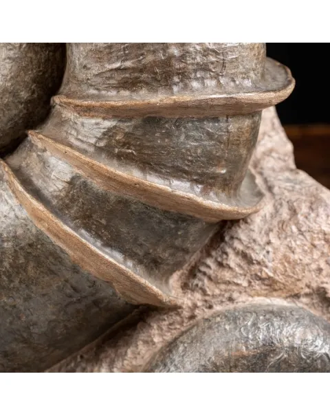 Ammonite Lytoceras Fimbriatum