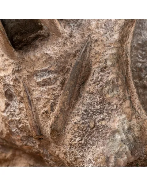 Ammonite Lytoceras Fimbriatum