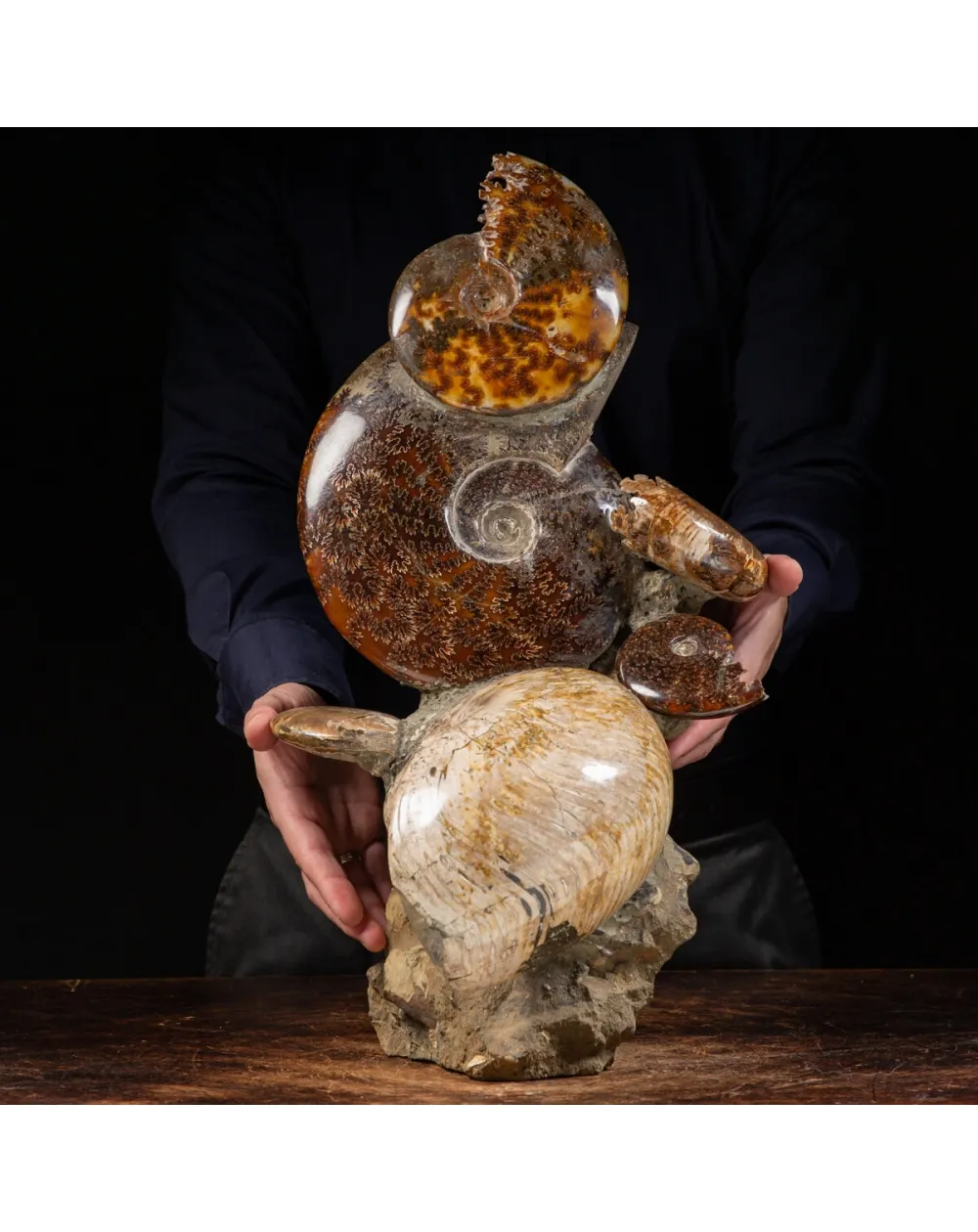 Gruppo di Ammoniti e Nautilus