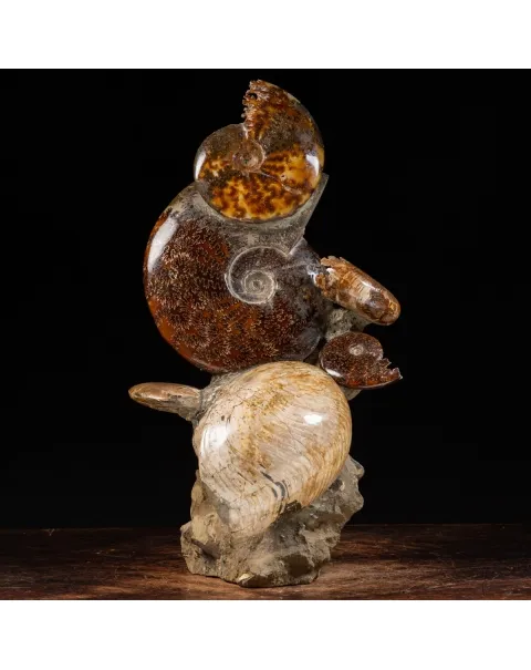 Gruppo di Ammoniti e Nautilus