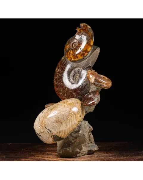 Gruppo di Ammoniti e Nautilus