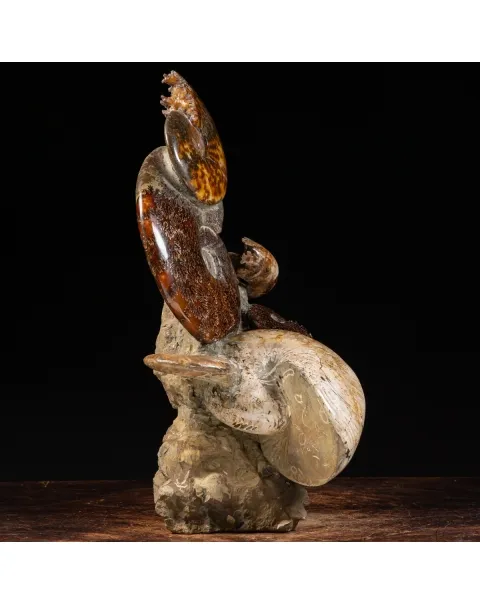 Gruppo di Ammoniti e Nautilus