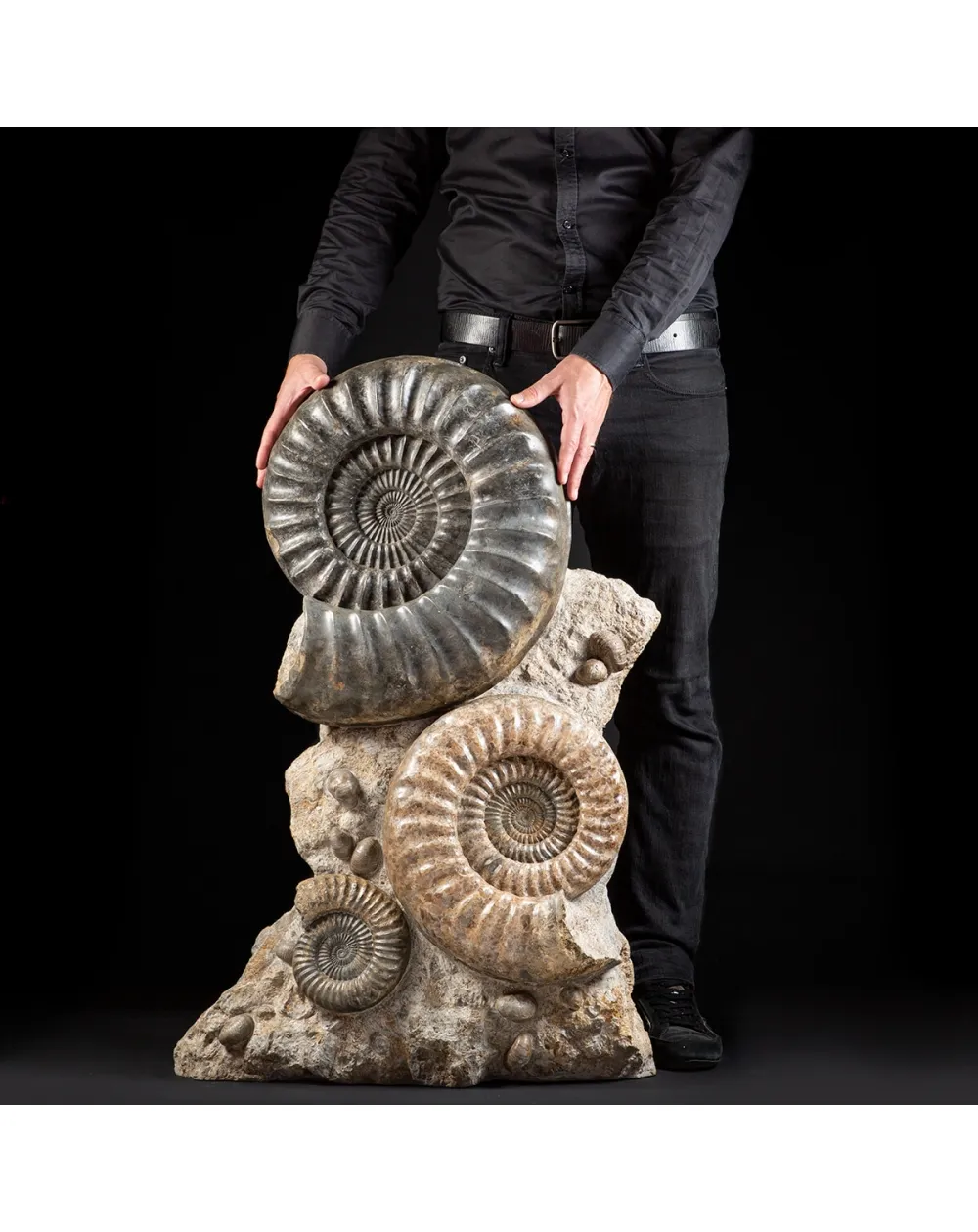Ammonite Arietites Bucklandi