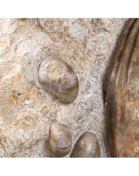 Ammonite Arietites Bucklandi