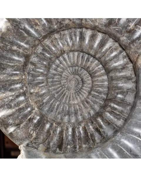 Ammonite Arietites Bucklandi