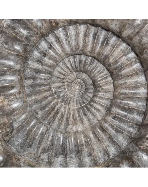 Ammonite Arietites Bucklandi